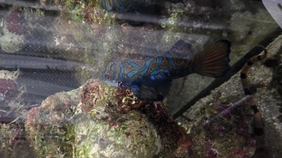Описание фото